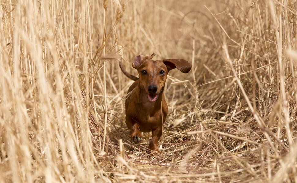 Хранителен режим за дакел според нуждите