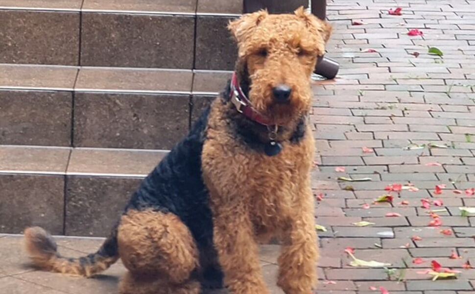 Подходящ ли е еърдейл териерът за вас