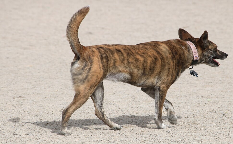 Здравословни проблеми при породата Кай кен