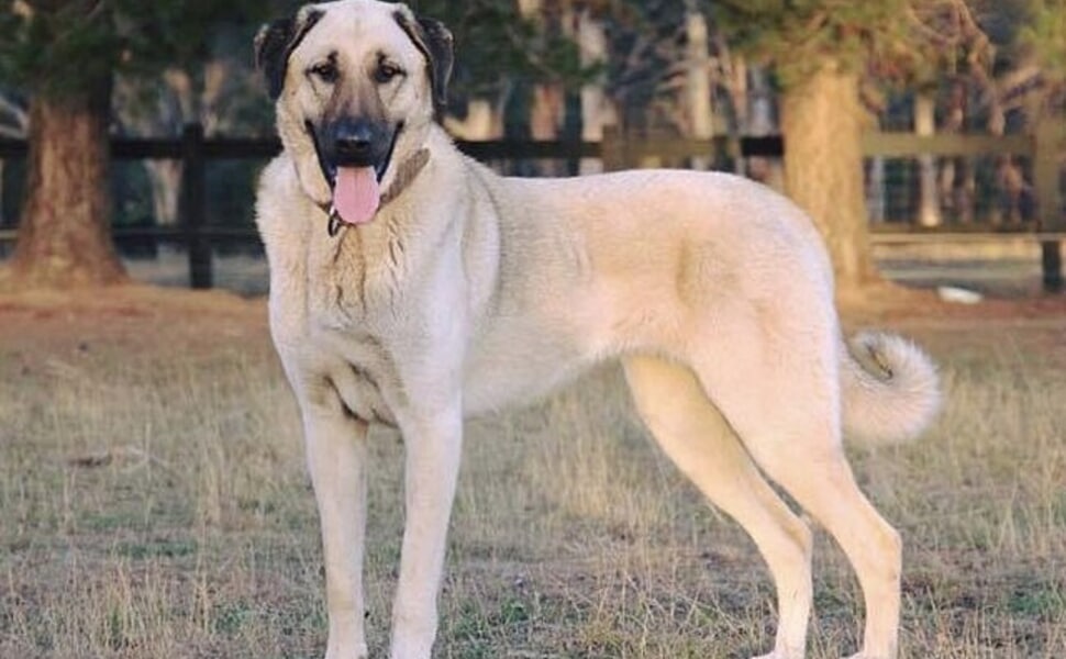 Как изглеждат кучетата Кангал