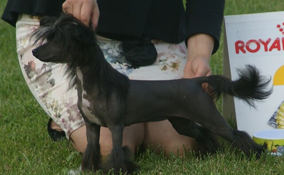 Интелигентно и лесно за обучение китайско качулато куче