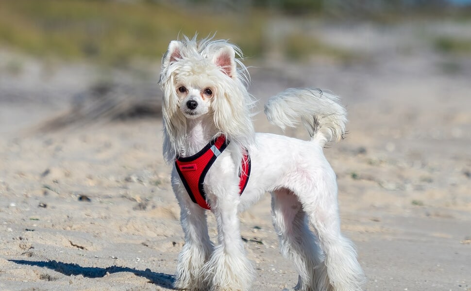 Храна за китайско качулато куче