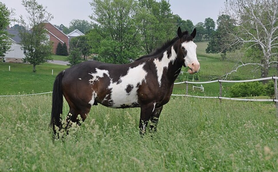 Външен вид на Пейт хорс