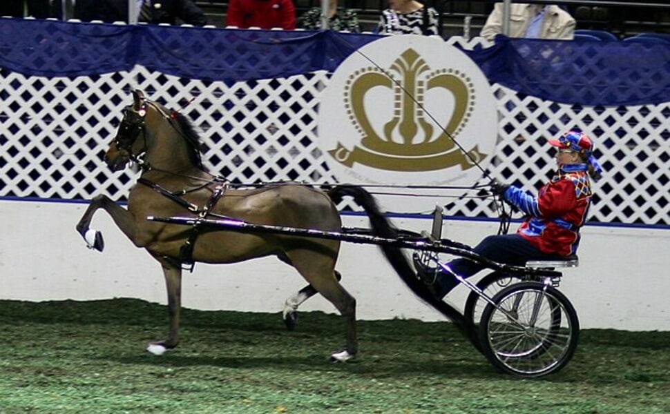 Хакней - Кон с изискано излъчване