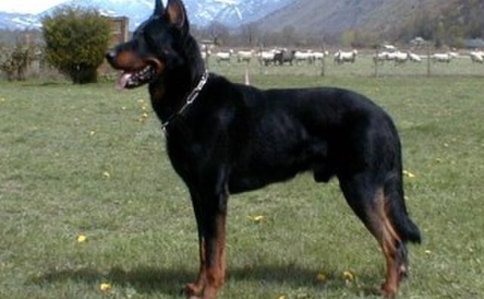 Защо да изберете Босерон