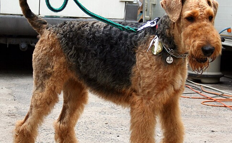 Еърдейл териер за домашен любимец