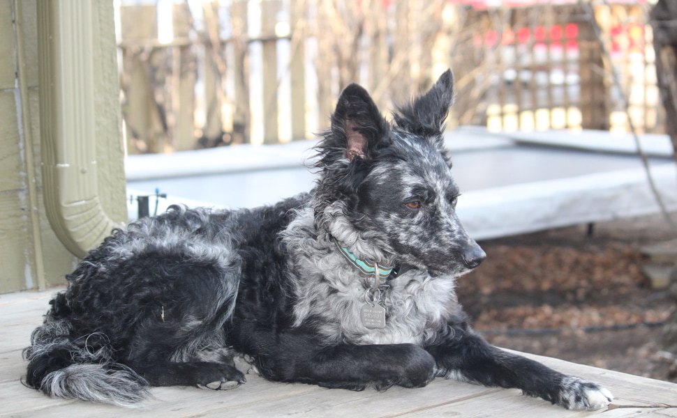 Пълна история на породата Муди