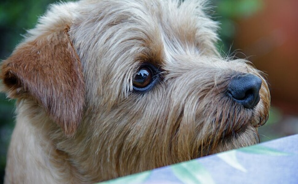 Норфолкски териер – черти и характеристики