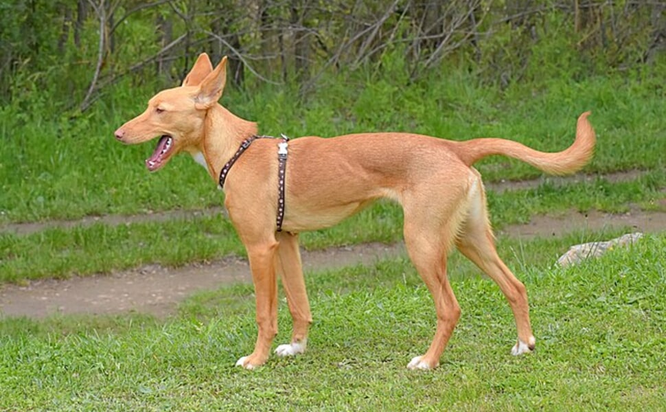 Храна за Поденко ибиценко