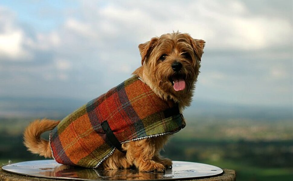 Пълна история на породата Норфолкски териер