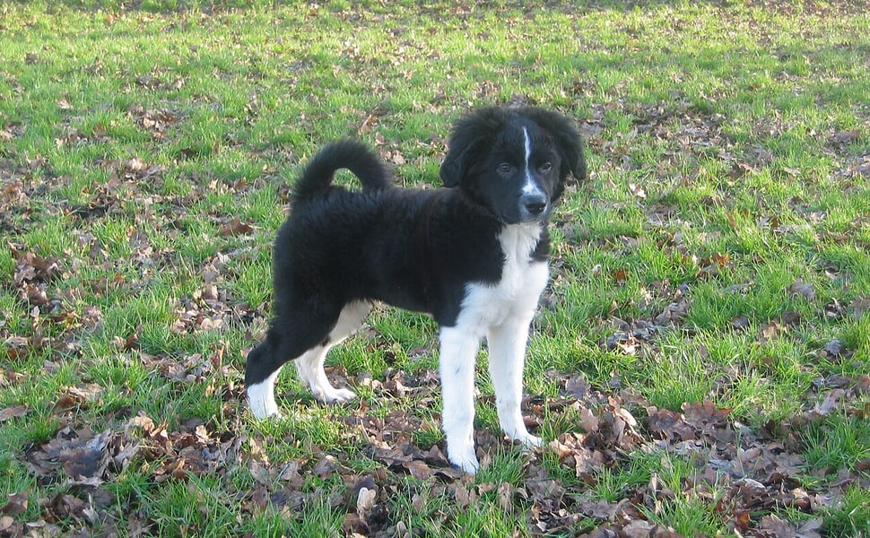 Стабихоун и ловът