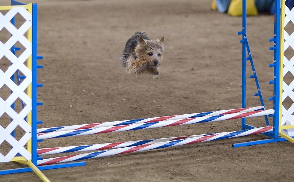 Норички териер с капризен апетит