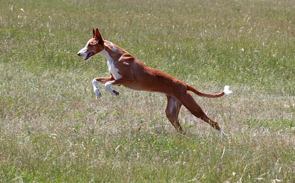 информация за породата Поденко Ибиценко