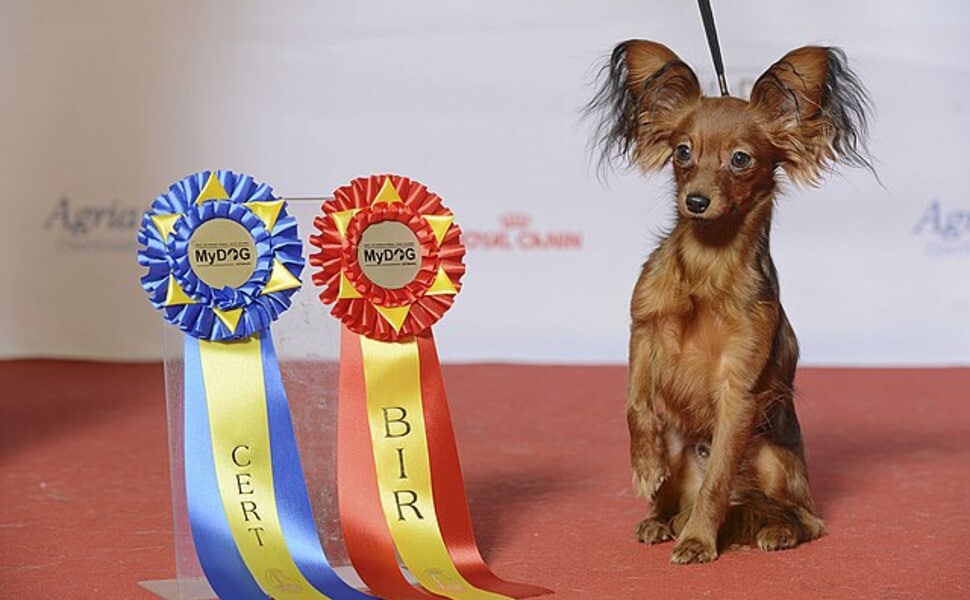 Здраве и продължителност на живота на Руски той териер