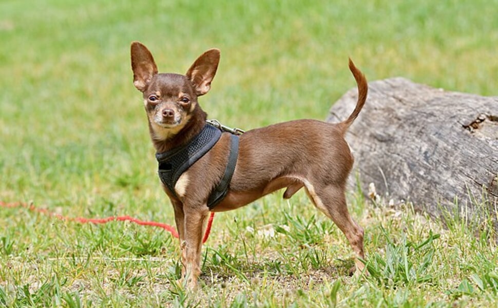 За кого е подходящ руският той териер