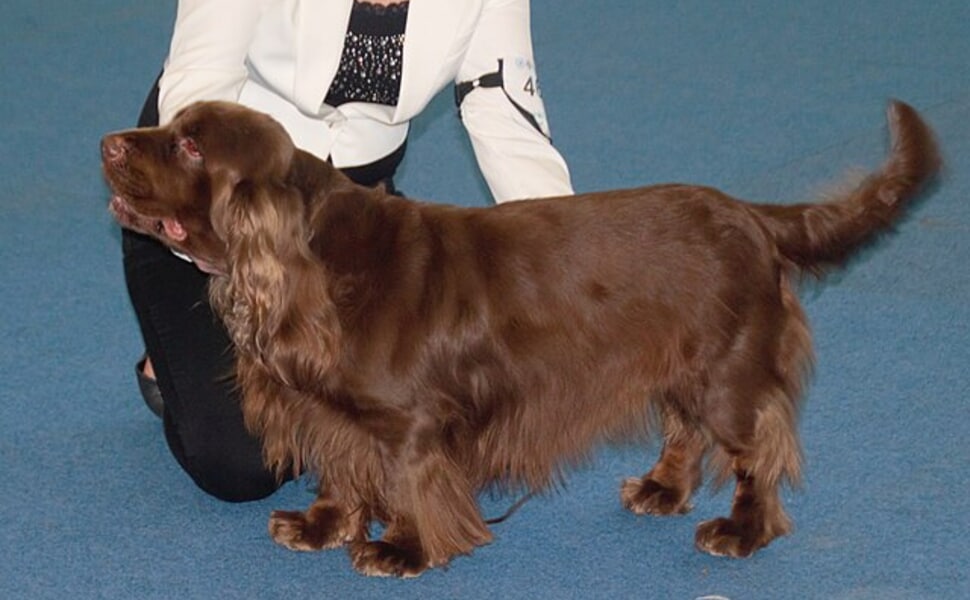 златната ера на Съсекс шпаньола