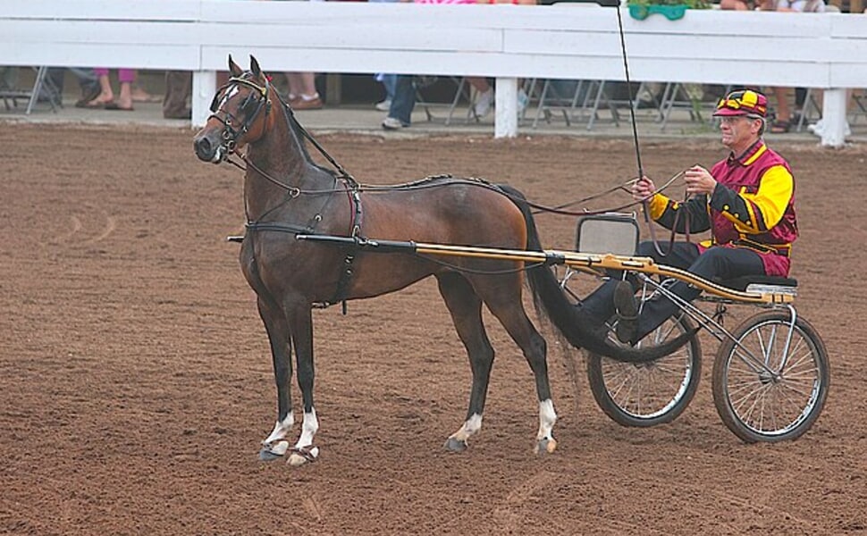 Грижа за здравето на кон Хакней