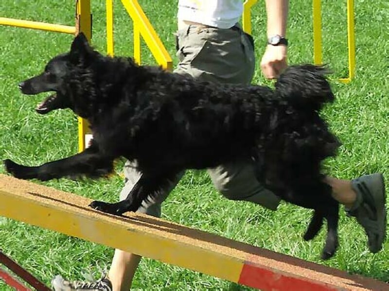 Храна за хърватската овчарка