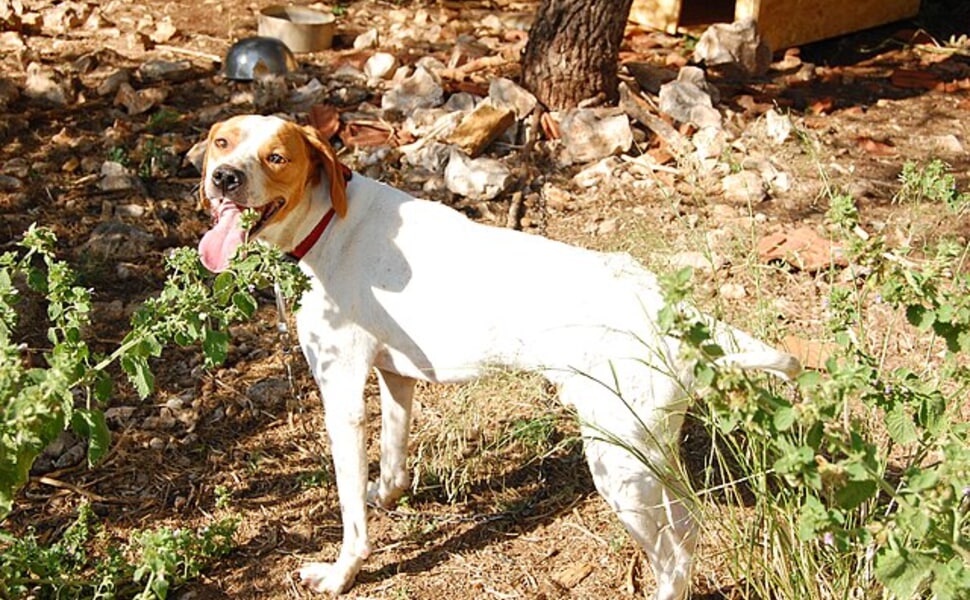 Истрийска късокосместа хрътка подходяща ли е за Вас