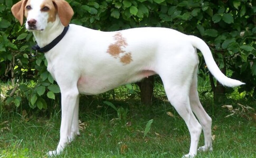 Ловни способности на Истрийска късокосместа хрътка