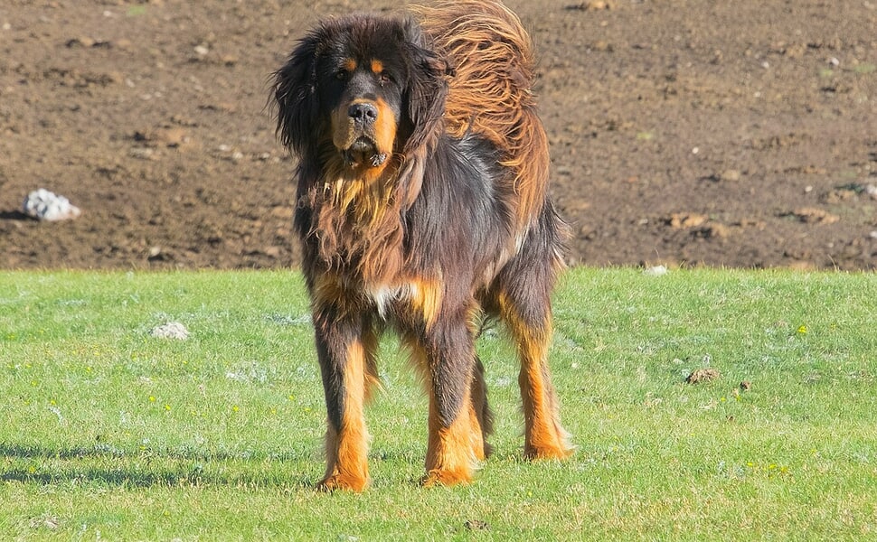 храна за Тибетски мастиф