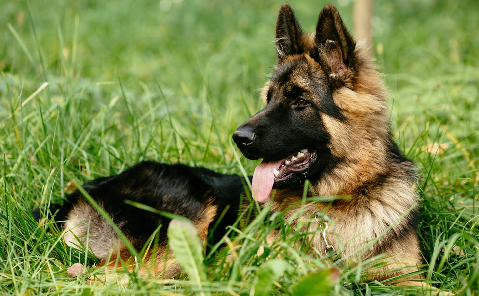 5 научни факти за кучетата от големи породи