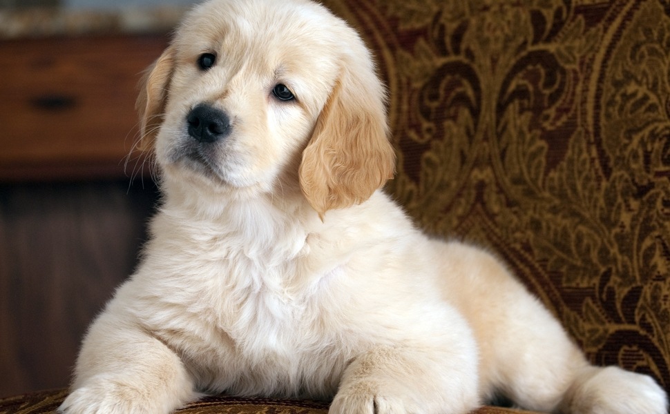 Какъв характер има бебето Голдън ретривър