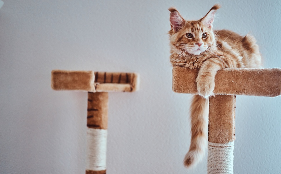 Катерушка или драскалка за котки