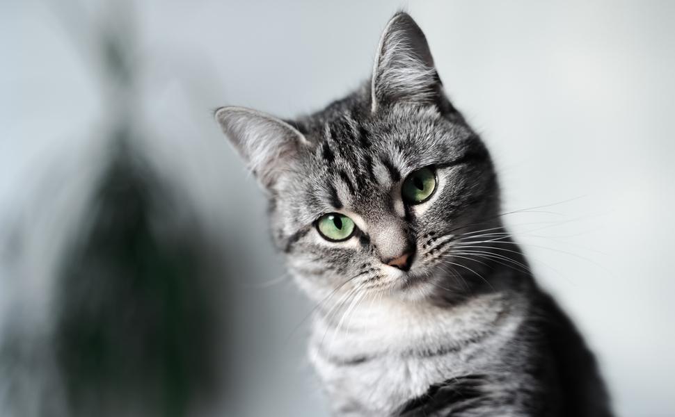 гранули за котешка тоалетна