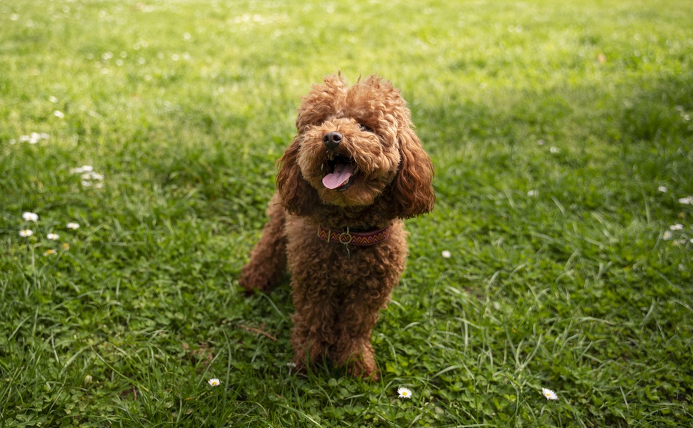 Как да си направим кучешка тоалетна у дома