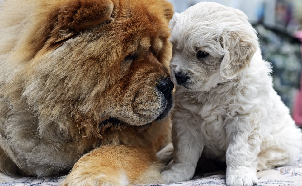 Качествени паучове за кучета