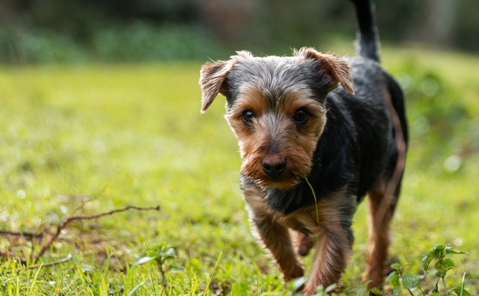 Най-добрите консерви за кучета - как да изберем правилните