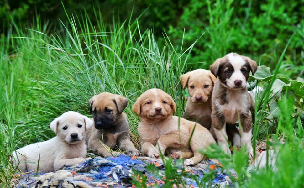 Как влияе консервираната храна върху развитието на чревната микробиота при кученцата