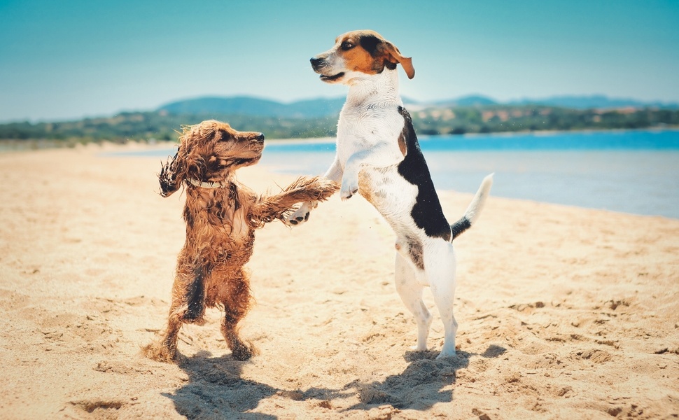 Избор между паучове и консерви