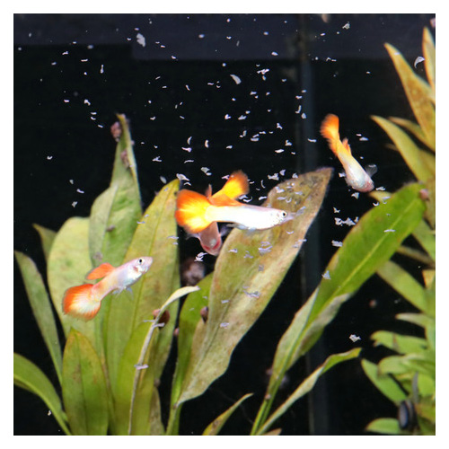 ProNovo Guppy Flakes S основна храна - Image 3