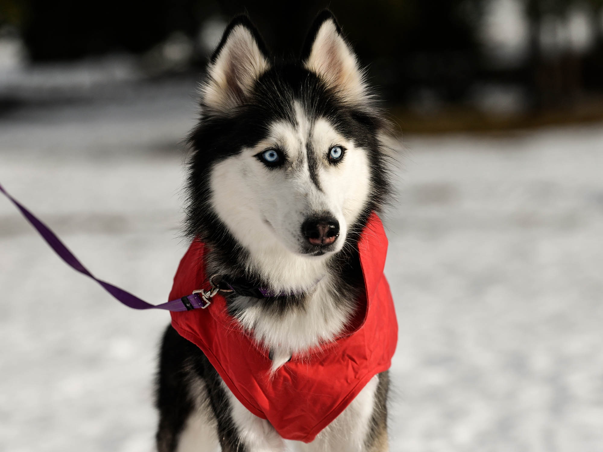 Raincoat Oymyakon Red зимно яке за куче с нагръдник - Image 2