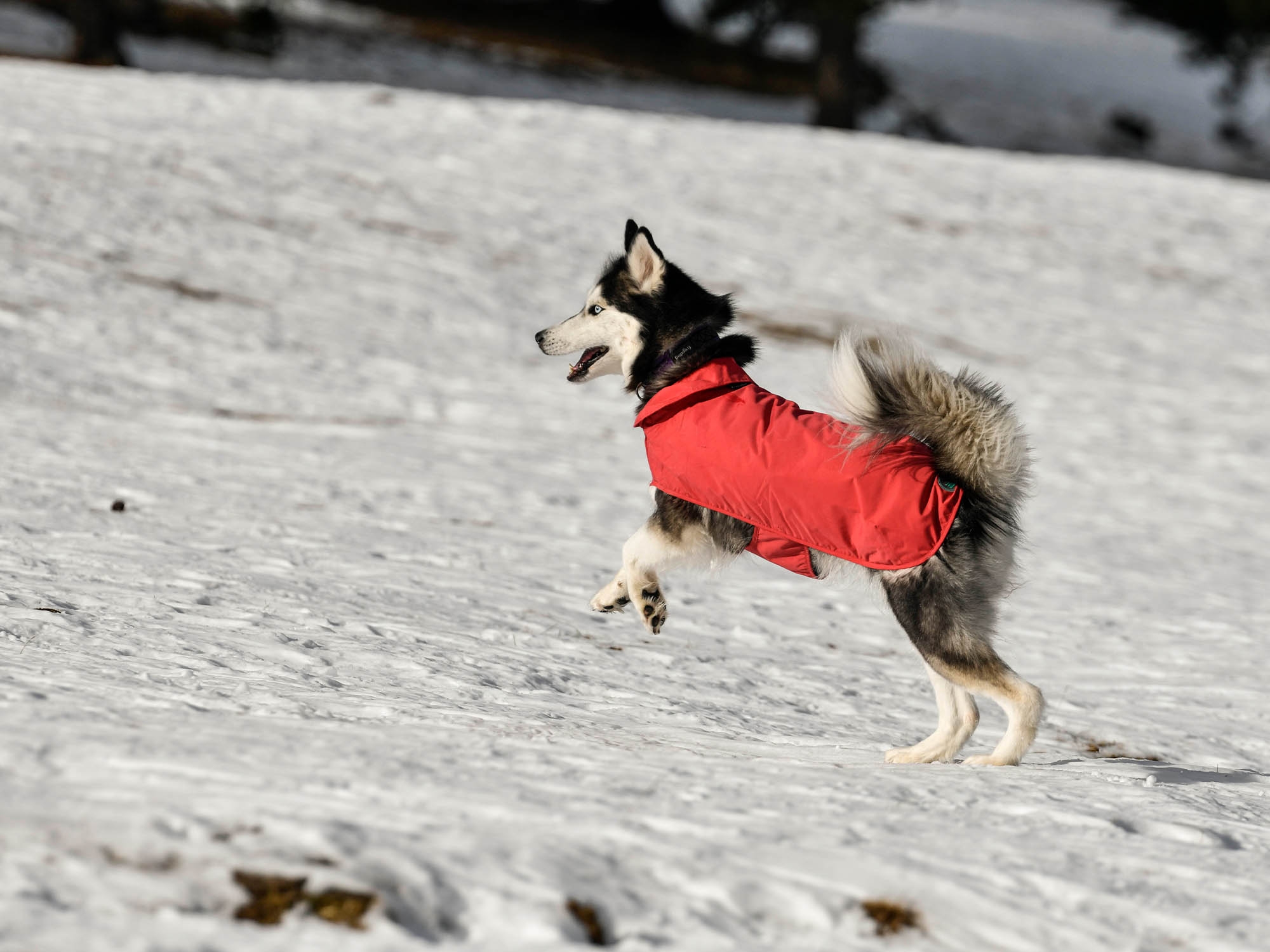 Raincoat Oymyakon Red зимно яке за куче с нагръдник - Image 4