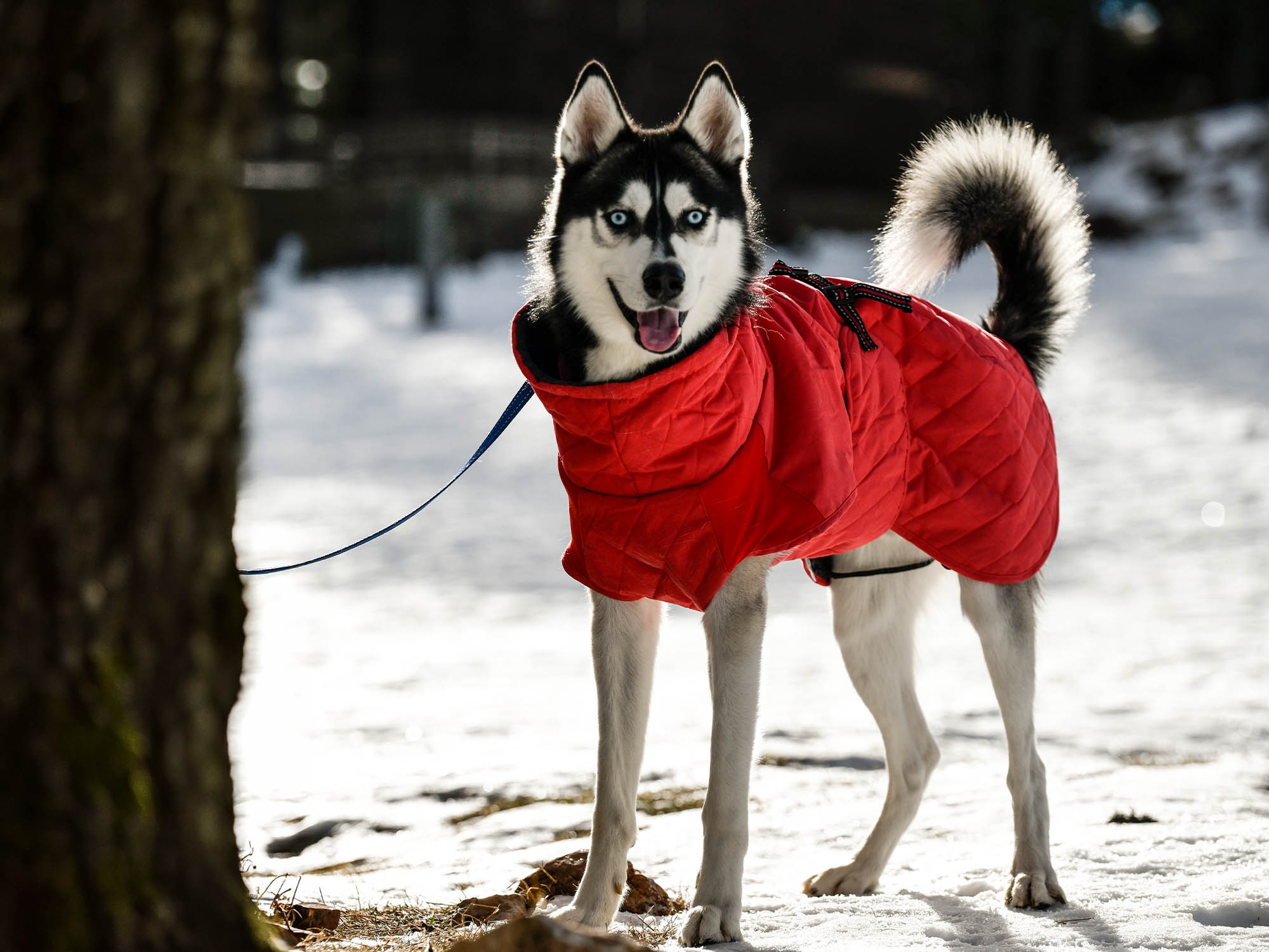 Raincoat Oymyakon Red зимно яке за куче с нагръдник - Image 6