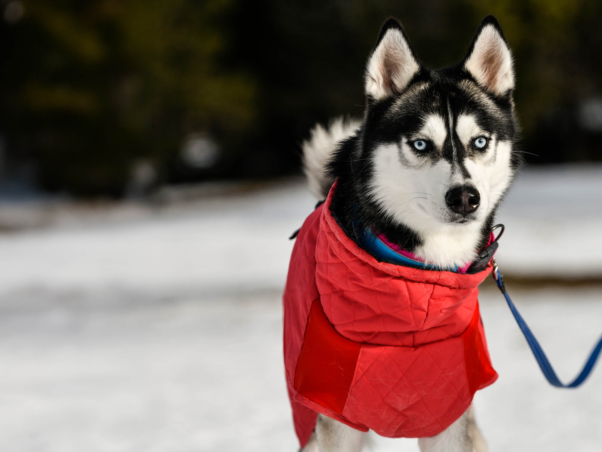 Raincoat Oymyakon Red зимно яке за куче с нагръдник - Image 7