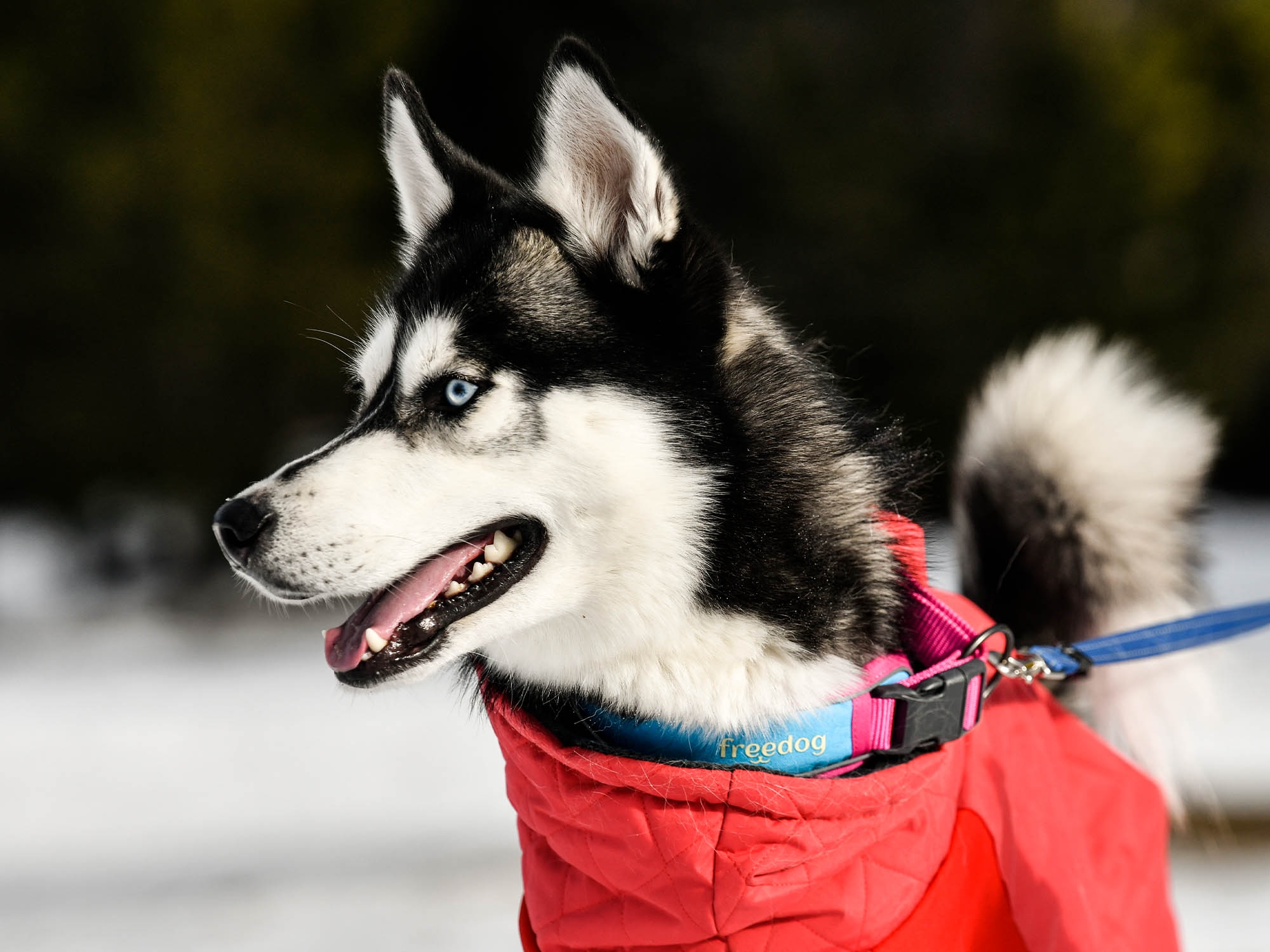 Raincoat Oymyakon Red зимно яке за куче с нагръдник - Image 8