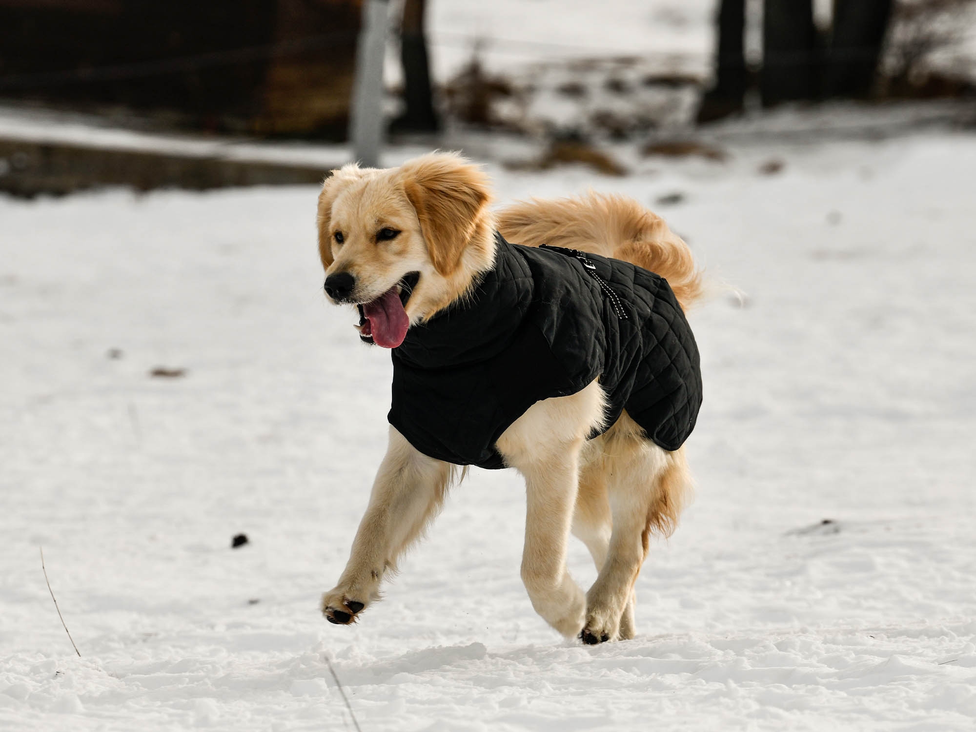 Raincoat Oymyakon зимно яке за кучета с нагръдник - Image 4